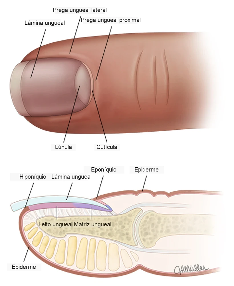 Ilustração da anatomia da unha: lâmina, lúnula, cutícula, leito e matriz ungueal
